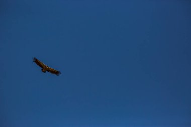 Akbaba uçuşu La Cerdanya, Lleida, Pireneler, Katalonya, Kuzey İspanya