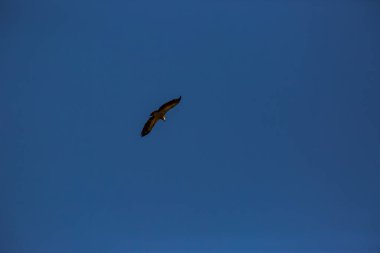 Akbaba uçuşu La Cerdanya, Lleida, Pireneler, Katalonya, Kuzey İspanya