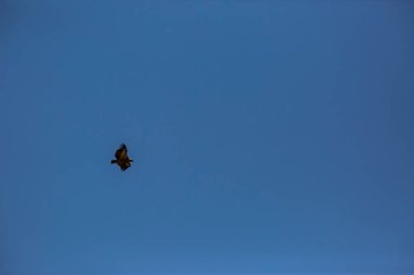 Akbaba uçuşu La Cerdanya, Lleida, Pireneler, Katalonya, Kuzey İspanya