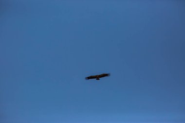 Akbaba uçuşu La Cerdanya, Lleida, Pireneler, Katalonya, Kuzey İspanya