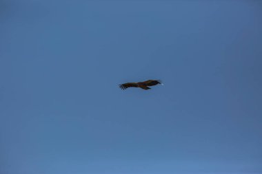 Akbaba uçuşu La Cerdanya, Lleida, Pireneler, Katalonya, Kuzey İspanya