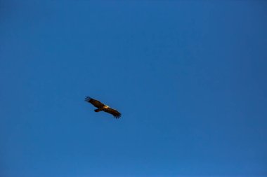 Akbaba uçuşu La Cerdanya, Lleida, Pireneler, Katalonya, Kuzey İspanya