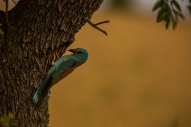 Montgai, Lleida, Katalonya, İspanya 'da Avrupa Roller' i (Coracias garrulus). Avrupa