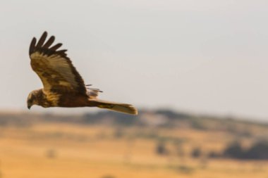 Küçük baykuş (Athene noctua) Montgai, Lleida, Katalonya, İspanya 'da. Avrupa