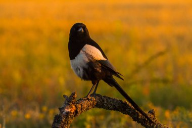 Kargalar (Corvus corax) ilkbaharda Montgai, Lleida, Katalonya, İspanya 'da. Avrupa