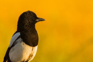Kargalar (Corvus corax) ilkbaharda Montgai, Lleida, Katalonya, İspanya 'da. Avrupa
