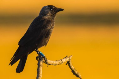 Kargalar (Corvus corax) ilkbaharda Montgai, Lleida, Katalonya, İspanya 'da. Avrupa