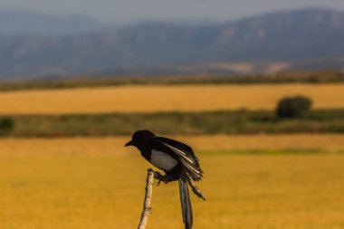 Kargalar (Corvus corax) ilkbaharda Montgai, Lleida, Katalonya, İspanya 'da. Avrupa