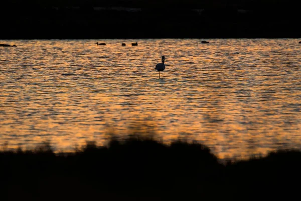 Flamingos Delta Ebre Nature Park Tarragona Katalánsko Španělsko — Stock fotografie