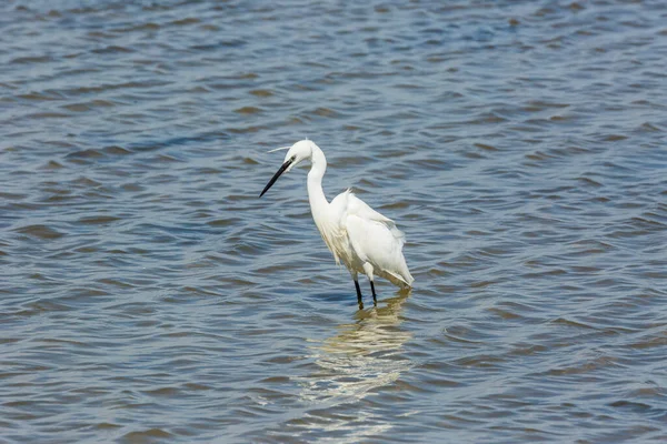 Little Egret Delta Ebre Nature Park Tarragona Katalónia Spanyolország — Stock Fotó