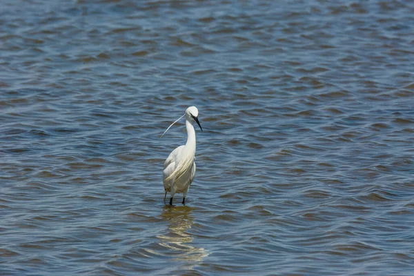 Little Egret Delta Ebre Nature Park Tarragona Catalonia Spain — Stock Photo, Image