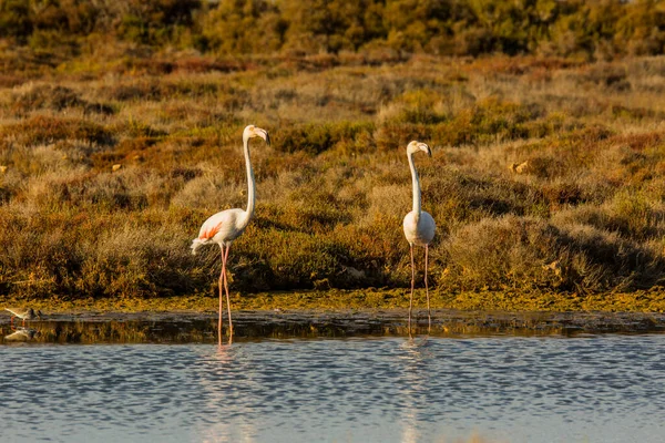 Flamingos Delta Ebre Nature Park Tarragona Catalonia Spain — Stock Photo, Image