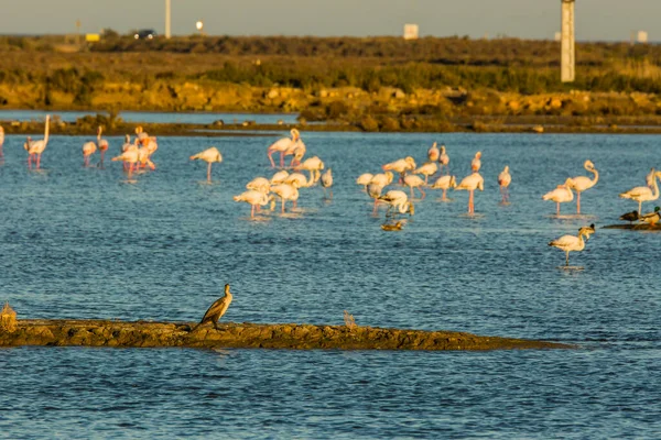 Flamingos Delta Ebre Nature Park Tarragona Catalonia Spain — стокове фото