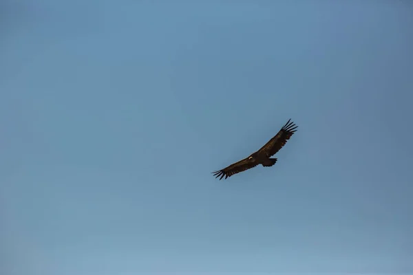Penerbangan Vulture Cerdanya Lleida Pyrenees Catalunya Utara Spanyol — Stok Foto