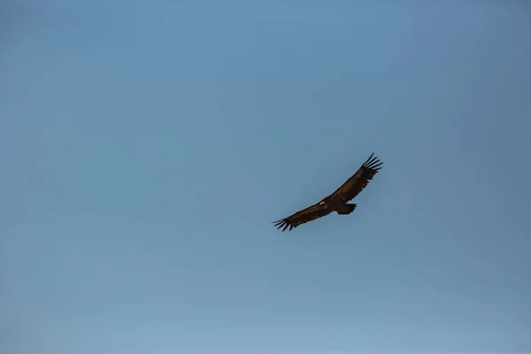 Vulture Vlucht Cerdanya Lleida Pyreneeën Catalonië Noord Spanje — Stockfoto