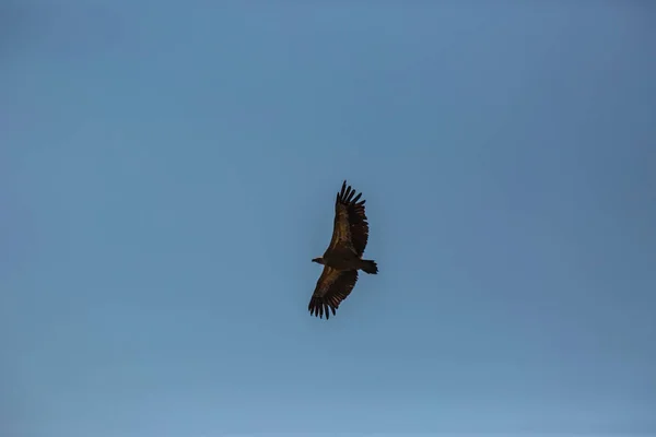 Voo Abutre Cerdanya Lleida Pirinéus Catalunha Norte Espanha — Fotografia de Stock