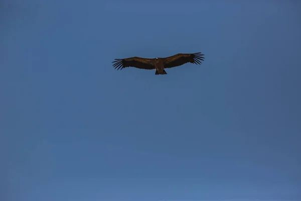 Vulture Vlucht Cerdanya Lleida Pyreneeën Catalonië Noord Spanje — Stockfoto