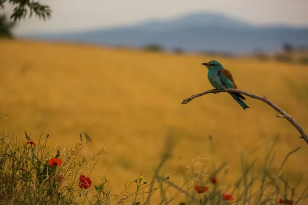 Ευρωπαϊκός Κύλινδρος Coracias Garrulus Στο Montgai Lleida Καταλονία Ισπανία Ευρώπη — Φωτογραφία Αρχείου