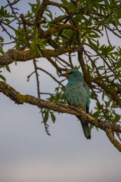 Rodillo Europeo Coracias Garrulus Montgai Lleida Cataluña España Europa —  Fotos de Stock