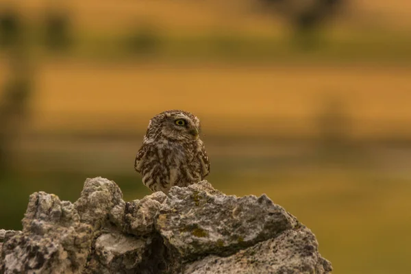 Little Owl Athene Noctua Montgai Lleida Catalonia Spain Europe — Stock Photo, Image