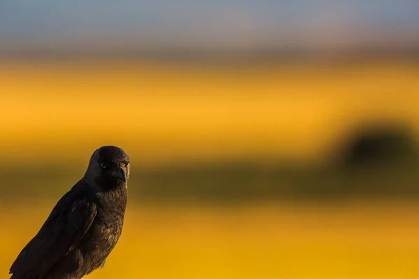 Crows Corvus Corax Spring Montgai Lleida Catalonia Spain Europe — Stock Photo, Image