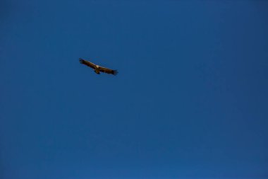 Akbaba uçuşu La Cerdanya, Lleida, Pireneler, Katalonya, Kuzey İspanya