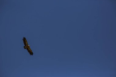 Akbaba uçuşu La Cerdanya, Lleida, Pireneler, Katalonya, Kuzey İspanya