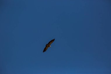 Akbaba uçuşu La Cerdanya, Lleida, Pireneler, Katalonya, Kuzey İspanya