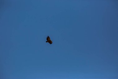 Akbaba uçuşu La Cerdanya, Lleida, Pireneler, Katalonya, Kuzey İspanya