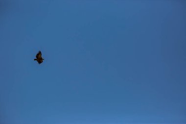 Akbaba uçuşu La Cerdanya, Lleida, Pireneler, Katalonya, Kuzey İspanya