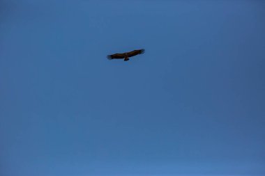 Akbaba uçuşu La Cerdanya, Lleida, Pireneler, Katalonya, Kuzey İspanya