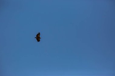 Akbaba uçuşu La Cerdanya, Lleida, Pireneler, Katalonya, Kuzey İspanya