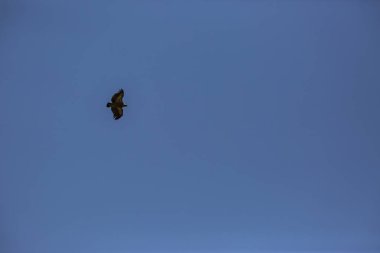 Akbaba uçuşu La Cerdanya, Lleida, Pireneler, Katalonya, Kuzey İspanya