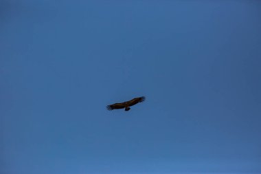 Akbaba uçuşu La Cerdanya, Lleida, Pireneler, Katalonya, Kuzey İspanya