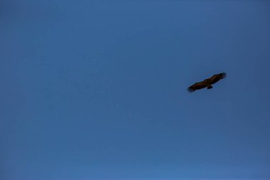 Akbaba uçuşu La Cerdanya, Lleida, Pireneler, Katalonya, Kuzey İspanya