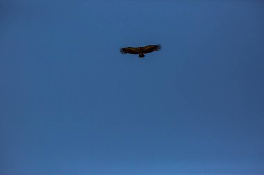 Akbaba uçuşu La Cerdanya, Lleida, Pireneler, Katalonya, Kuzey İspanya