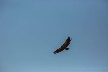 Akbaba uçuşu La Cerdanya, Lleida, Pireneler, Katalonya, Kuzey İspanya