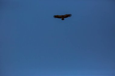 Akbaba uçuşu La Cerdanya, Lleida, Pireneler, Katalonya, Kuzey İspanya