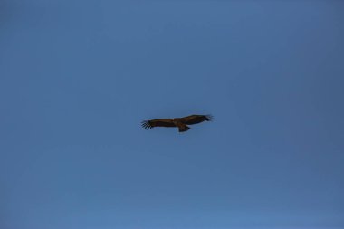 Akbaba uçuşu La Cerdanya, Lleida, Pireneler, Katalonya, Kuzey İspanya