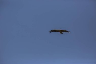 Akbaba uçuşu La Cerdanya, Lleida, Pireneler, Katalonya, Kuzey İspanya