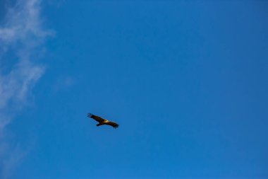 Akbaba uçuşu La Cerdanya, Lleida, Pireneler, Katalonya, Kuzey İspanya