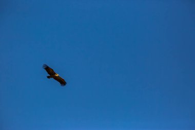 Akbaba uçuşu La Cerdanya, Lleida, Pireneler, Katalonya, Kuzey İspanya