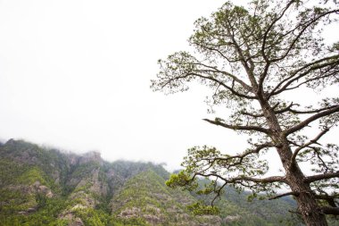 Cumprecita, Caldera De Taburiente, La Palma Adası, Kanarya Adaları, İspanya