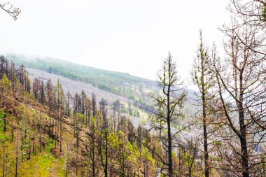 Caldera de Taburiente 'de yanmış orman, La Palma Adası, Kanarya Adaları, İspanya