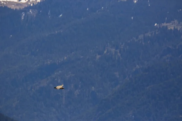 Akbaba Uçuşu Cerdanya Lleida Pireneler Katalonya Kuzey Spanya — Stok fotoğraf