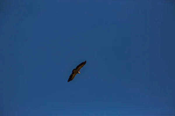 在西班牙北部加泰罗尼亚省La Cerdanya Lleida Pyrenees的秃鹫飞行 — 图库照片