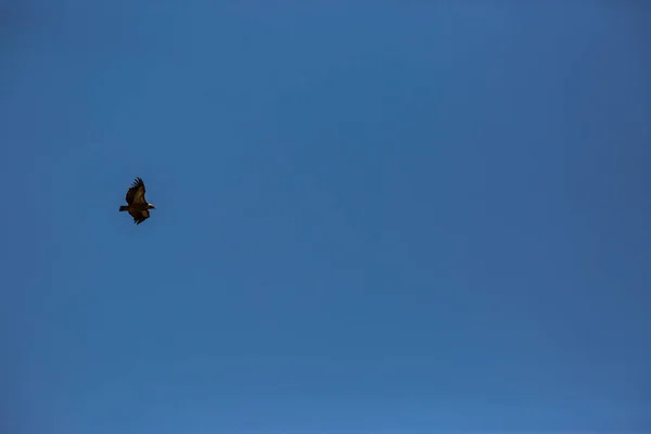 Penerbangan Vulture Cerdanya Lleida Pyrenees Catalunya Utara Spanyol — Stok Foto