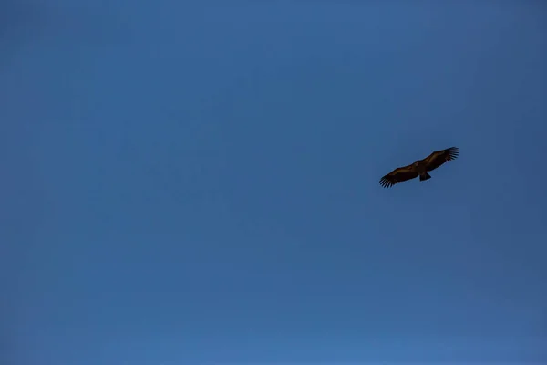 Полет Стервятников Серданья Лерида Пиренеи Каталония Северная Испания — стоковое фото