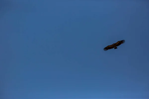 Voo Abutre Cerdanya Lleida Pirinéus Catalunha Norte Espanha — Fotografia de Stock