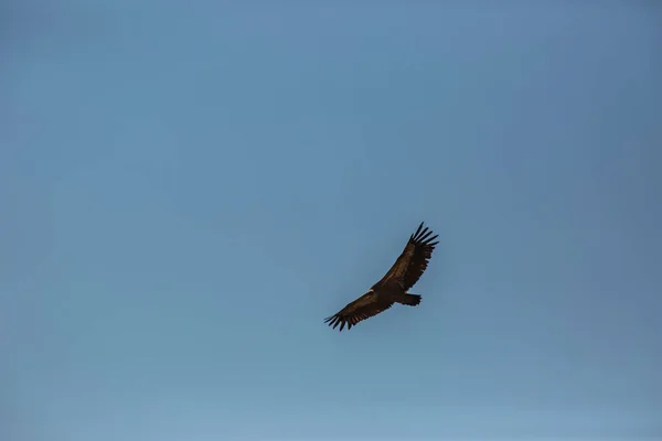 Vulture Vlucht Cerdanya Lleida Pyreneeën Catalonië Noord Spanje — Stockfoto